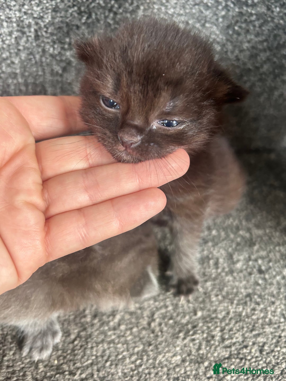 Ragdoll cats for sale: Cross ragdoll and british blue - Image 7