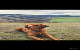 Labrador Retriever dogs for stud: Noah - Fox Red labrador pedigree -For Stud - Image 9