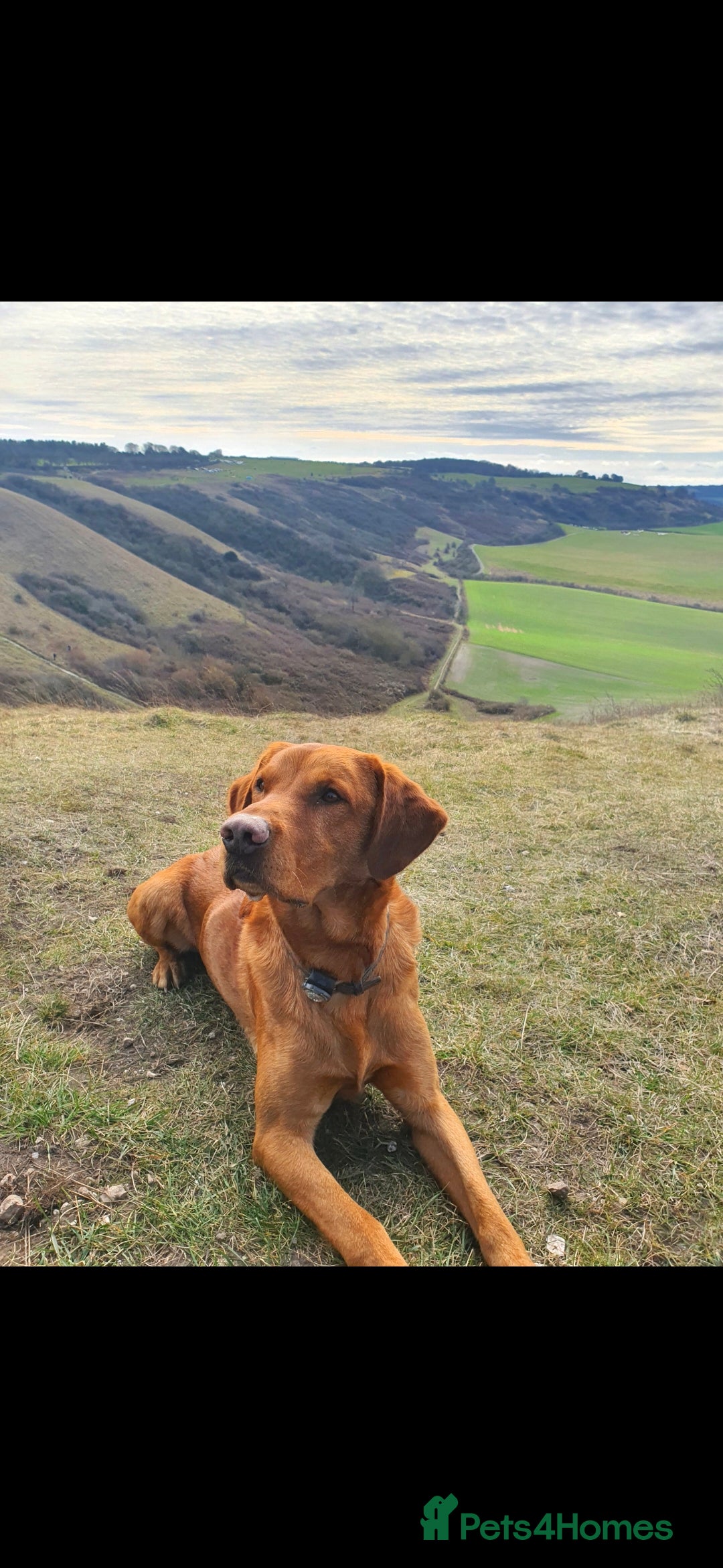 Labrador Retriever dogs for stud: Noah - Fox Red labrador pedigree -For Stud - Image 9