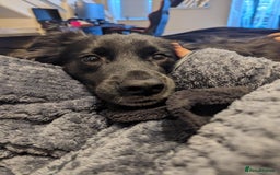 Mixed Breed dogs for sale: -Loki- - Image 3