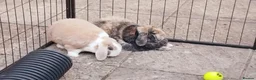 Dwarf Lop rabbits for sale: 2 Rabbits for Sale both castration and vaccinated in Nottingham - Advert 5