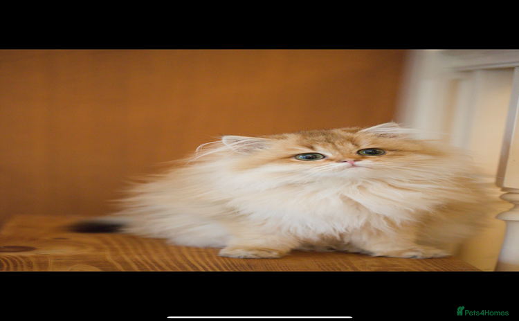 British Longhair cats - Advert 3
