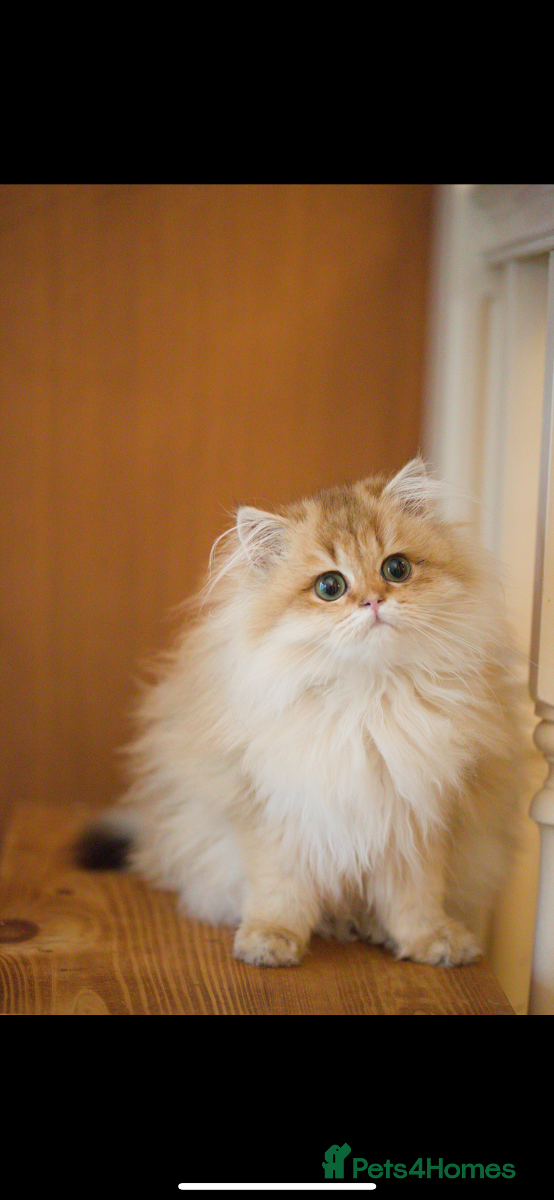 British Longhair cats for sale: British longhair kitten Golden NY11 - Image 1