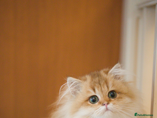 British Longhair cats - Advert 15