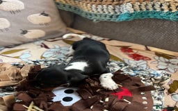 Miniature Dachshund dogs for sale: Miniature dachshund puppies short haired - Image 8