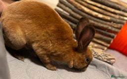 Rex rabbits for sale: purebred mini rex male  - Image 2