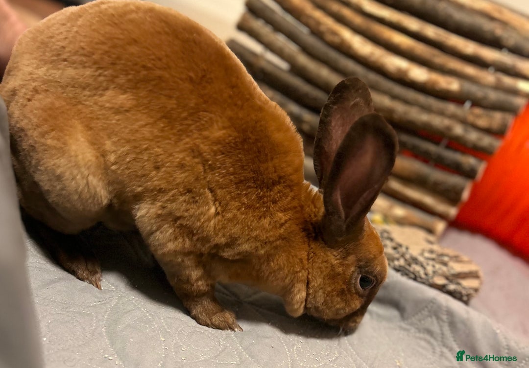 Rex rabbits for sale: purebred mini rex male  - Image 2