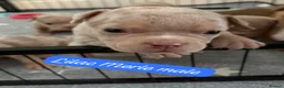 American Bully dogs for sale: Lucci vs Gr CH McLovin pups  - Advert 20