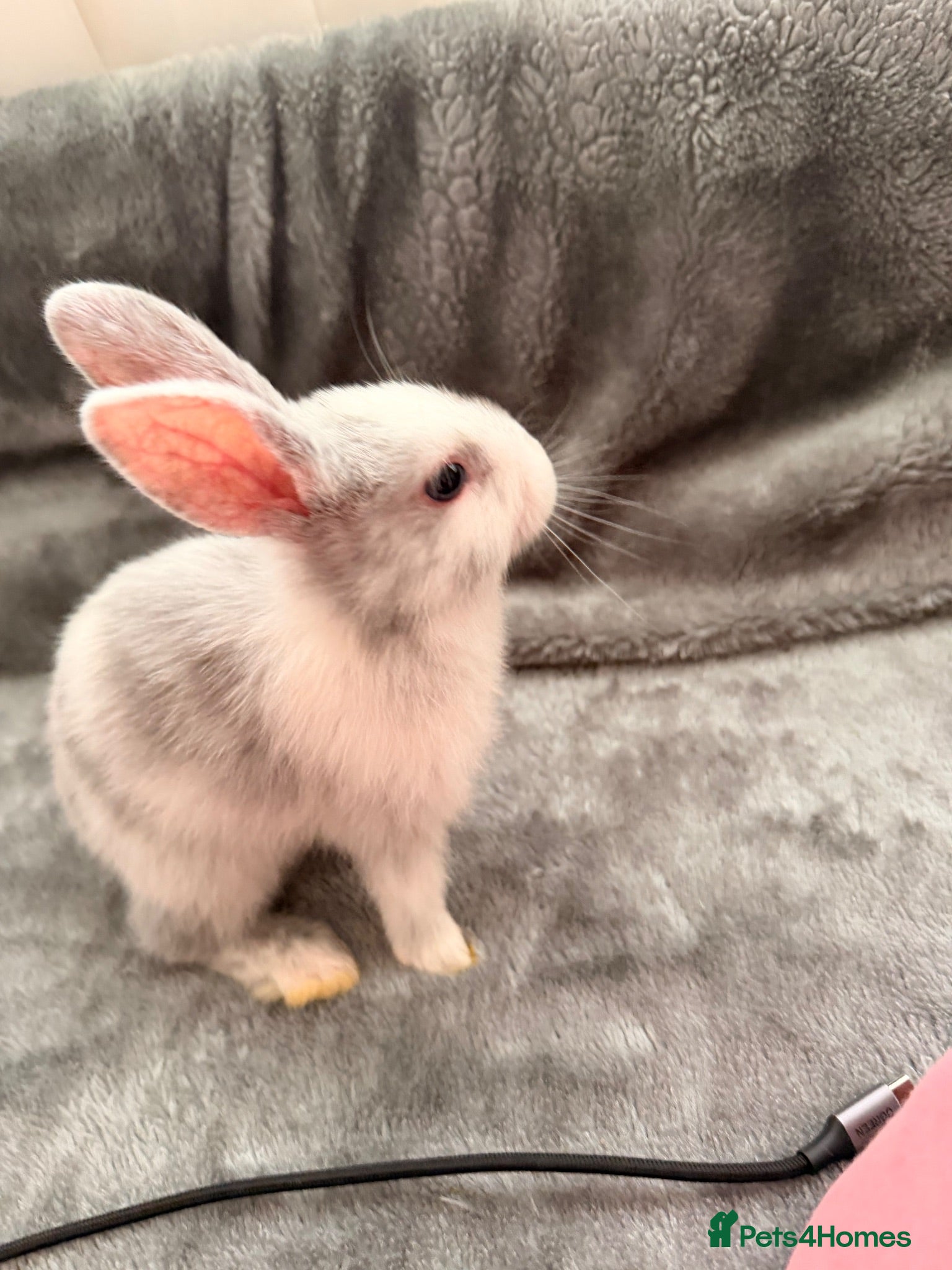 Belgian Hares rabbits Baby Rabbit  - Advert 1