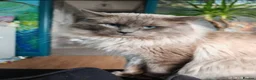 Ragdoll cats for sale: 3 beautiful ragdoll kittens left out of 7 - Advert 6