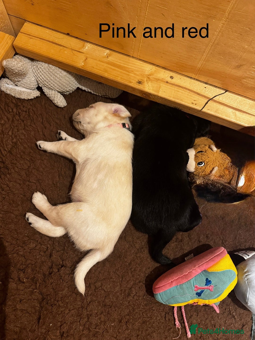 Labrador Retriever dogs for sale: English yellow Labradors  - Image 11
