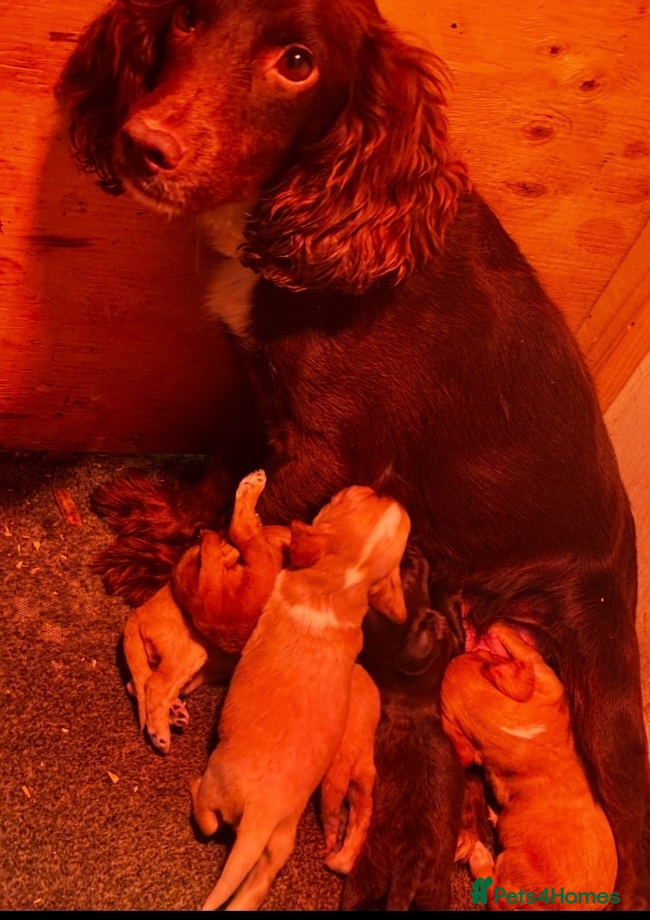 Cocker Spaniel dogs Cocker Spaniel Puppies - Advert 2