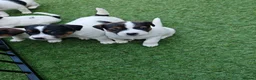Jack Russell dogs for sale: BEAUTIFUL JACK RUSSELL PUPPIES AVAILABLE - Advert 7