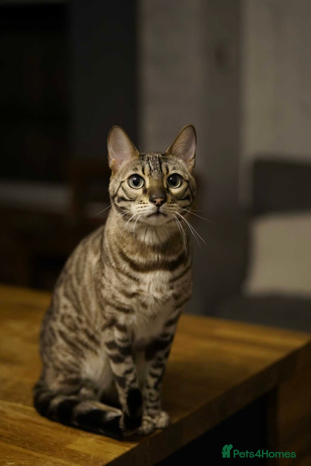 Bengal cats Snow minx bengal - Advert 1