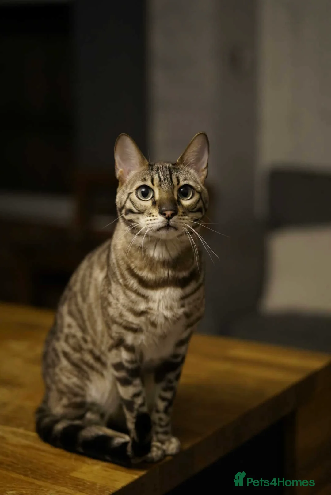 Bengal cats for sale: Snow minx bengal - Advert 1