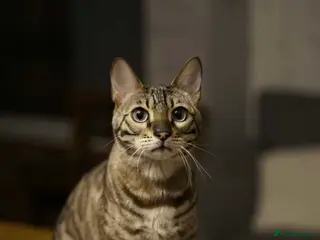 Bengal cats Snow minx bengal - Advert 1