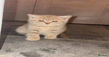 British Shorthair cats - Advert 14