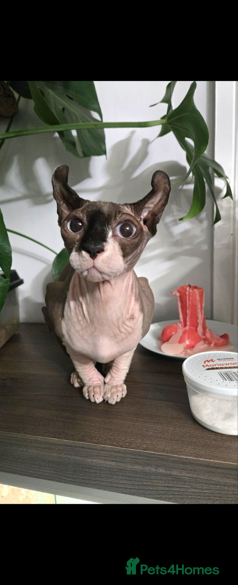 Sphynx cats Beautiful Spynx female 3 years old - Advert 3
