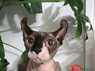 Sphynx cats Beautiful Spynx female 3 years old - Advert 3