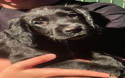 Sprocker dogs for sale: All sold  - Image 4