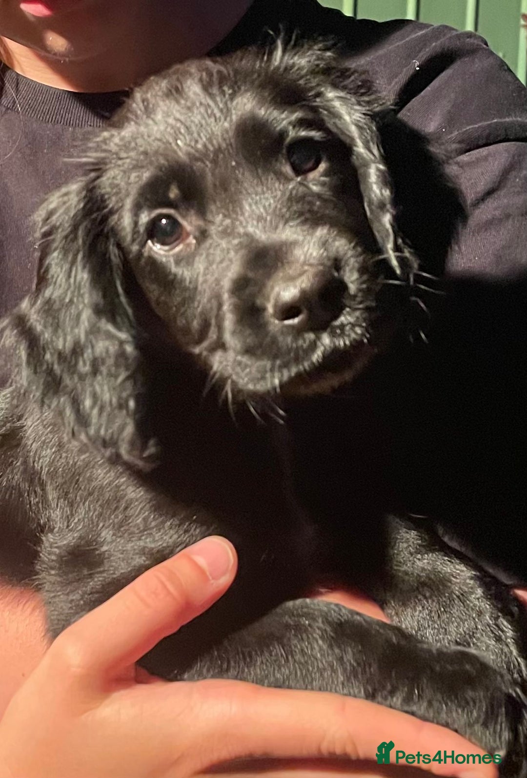 Sprocker dogs for sale: All sold  - Image 4