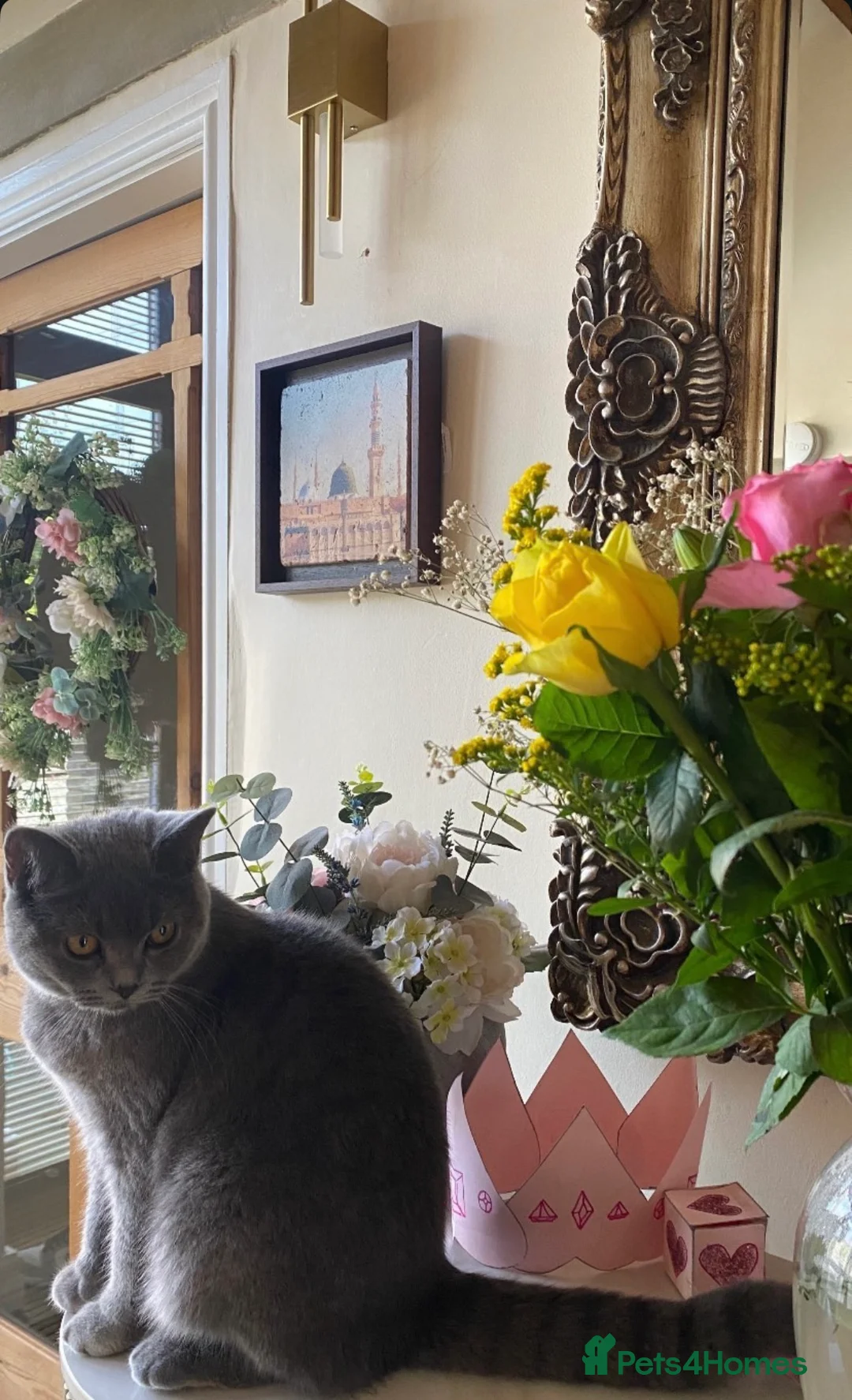 Mixed Breed cats for sale: Lovely Mixed Breed Short Hair Kitten 🐾 - Advert 2