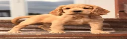 Cocker Spaniel dogs for sale: Working Cocker Spaniel  in Dunmow - Advert 5
