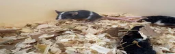 Mouse rodents for sale: Male Fancy Mice - Advert 7