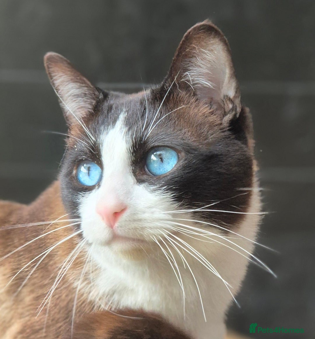 Snowshoe cats for sale: Stunning pedigree Snowshoe kittens  - Image 12