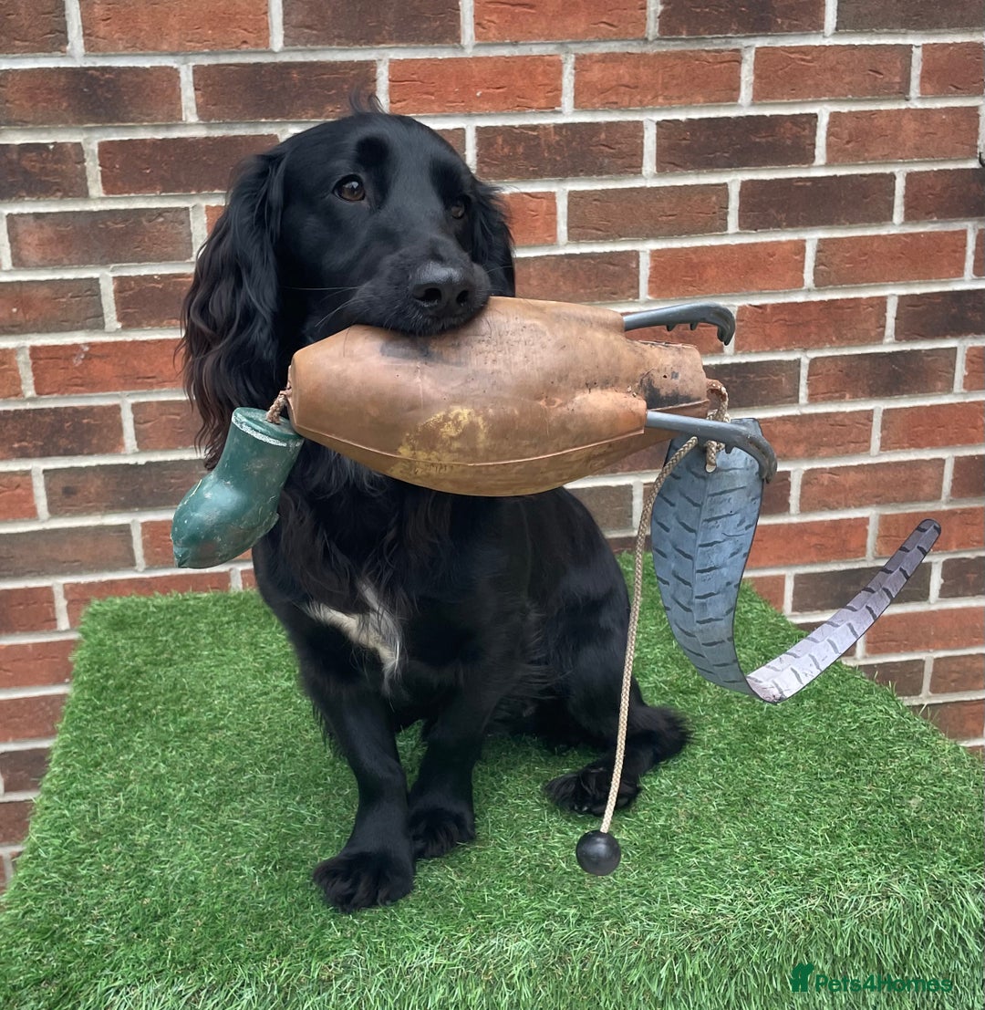 Cocker Spaniel dogs for sale: 1 Year Old Working Cocker Spaniel - Advert 8