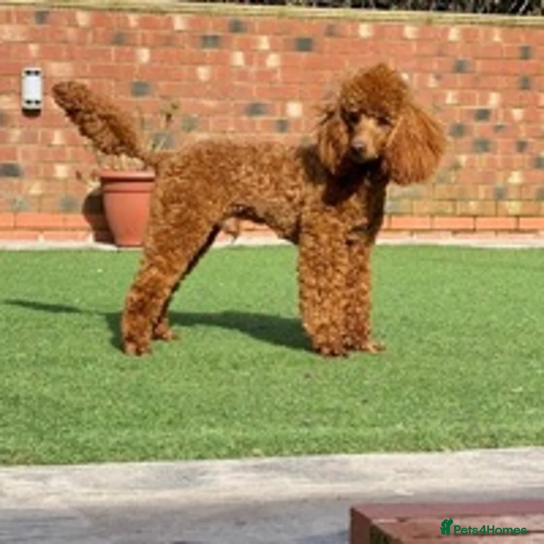 Poodle dogs for stud: Donnajays professional service in Stafford - Advert 3