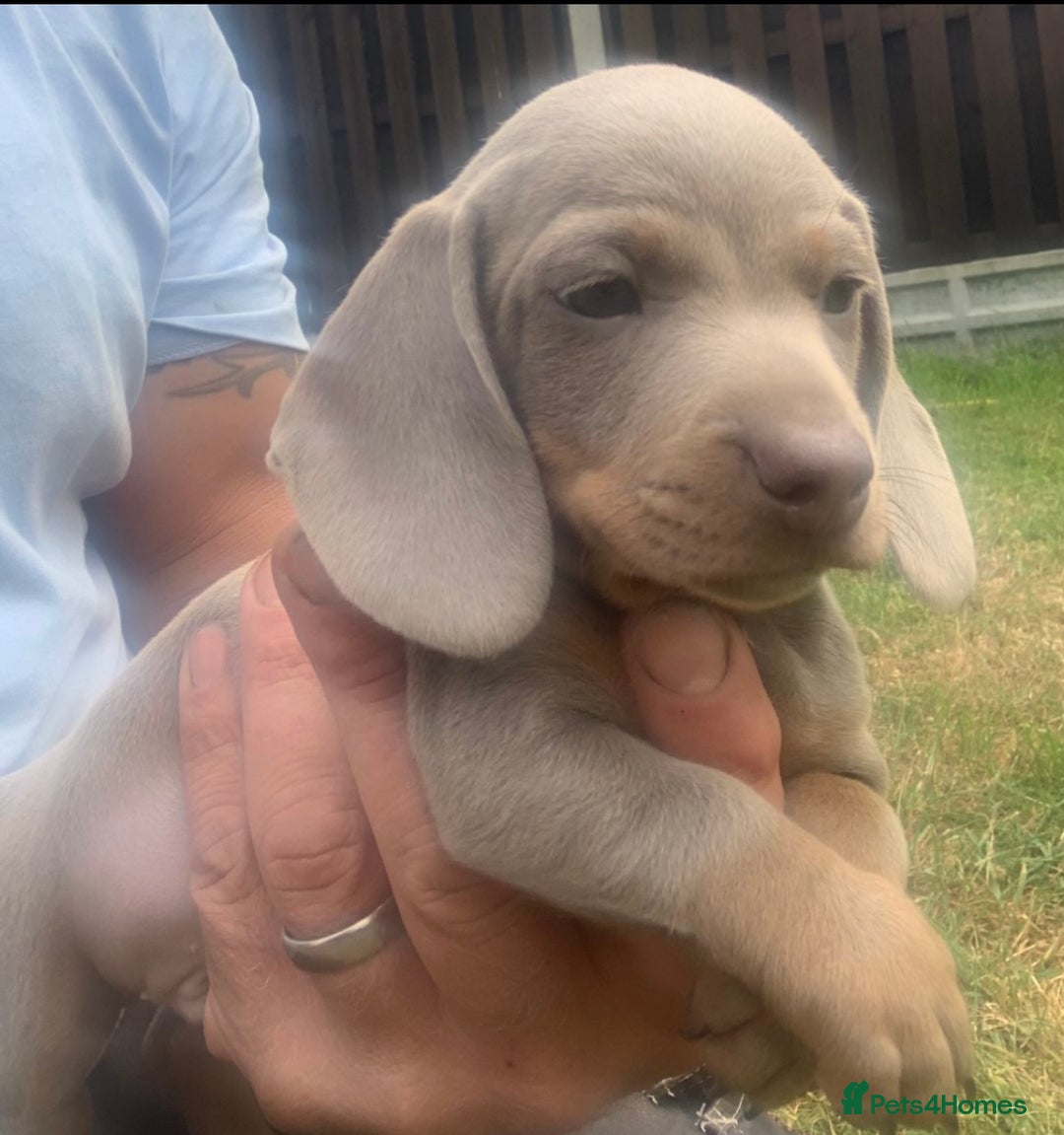 Miniature Dachshund dogs for sale: Gorgeous Isabella and tan mini dachshunds  - Advert 3