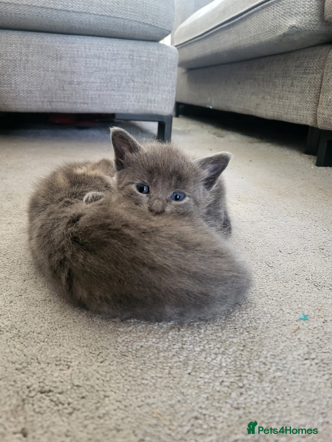 Domestic Shorthair cats for sale: Gorgeous Kittens for sale - Image 6