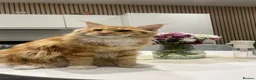 Maine Coon cats for sale: Beautiful Male Maine Coon – Luca - Advert 4