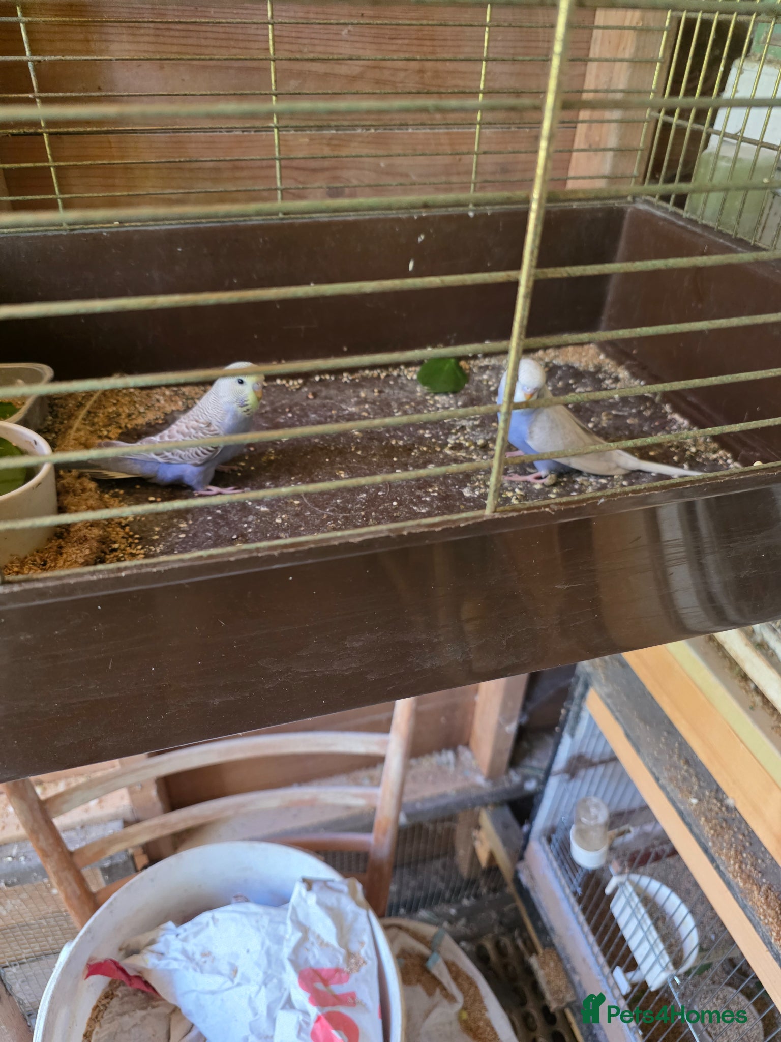 Budgerigars birds Budgies  - Advert 2