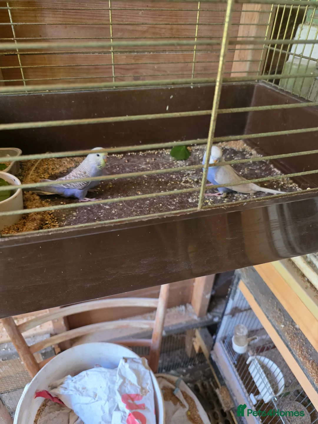 Budgerigars birds for sale: Budgies  - Advert 1