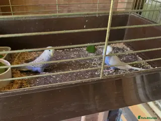 Budgerigars birds Budgies - Advert 1