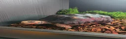 Tortoise reptiles for sale: Red-Footed Tortoise Toby | 6 years old, Full Setup in Chatham - Advert 3