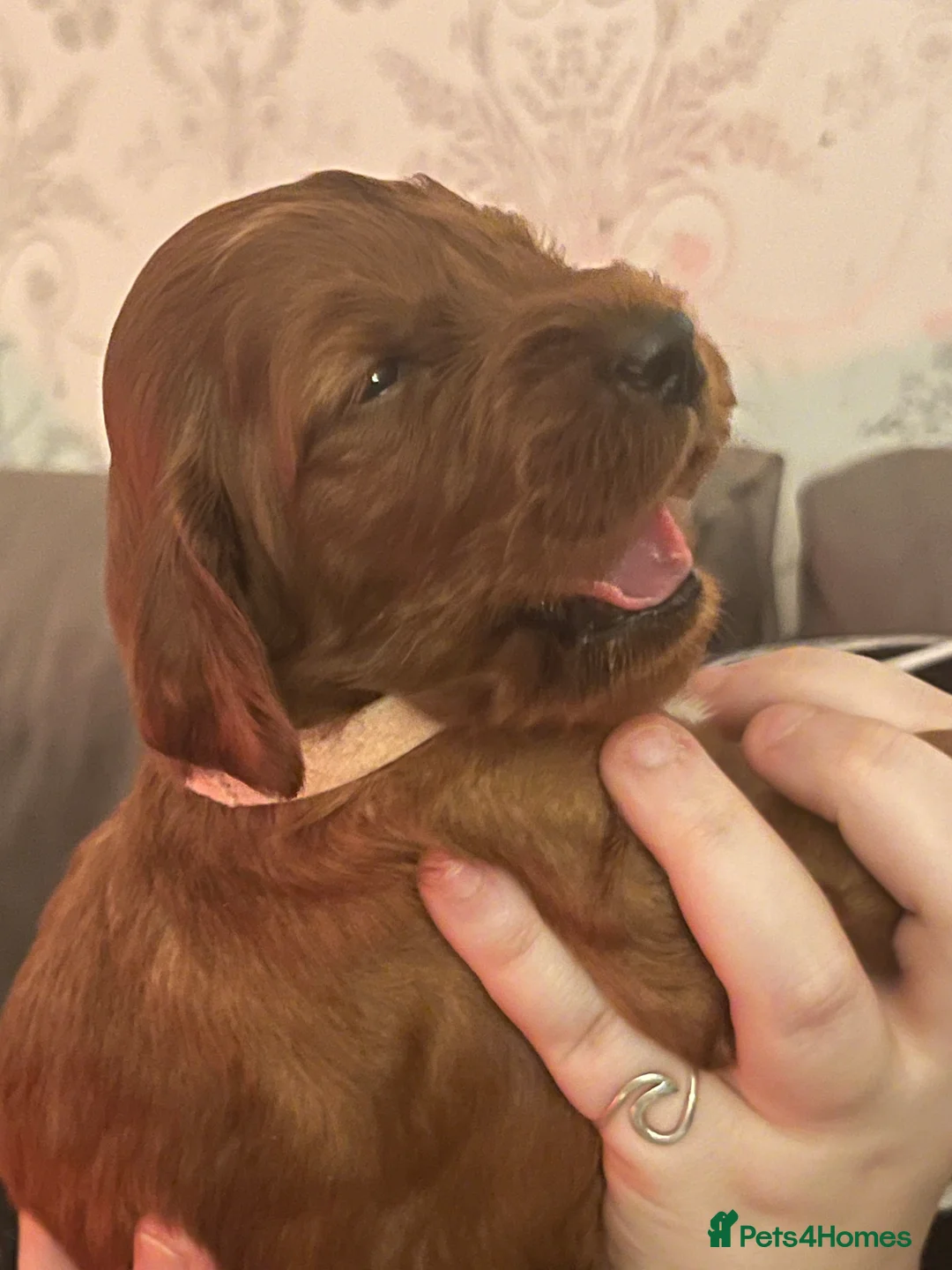 Irish Setter dogs for sale: Quality Irish setter puppies KC Registered - Advert 39