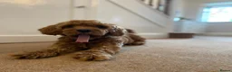 Cavapoochon dogs for stud: 🐶 STUD AD – MAX (Cavapoochon, 2 years old) in Croydon - Advert 6