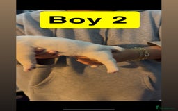 Jack Russell dogs for sale: Jack Russell puppy’s  - Image 8