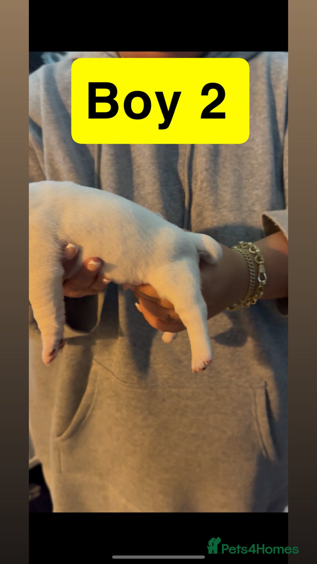 Jack Russell dogs for sale: Jack Russell puppy’s  - Image 8