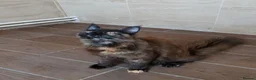 Maine Coon cats for sale: DNA TESTED MAINE COON FEMALE KITTEN !!!  - Advert 6