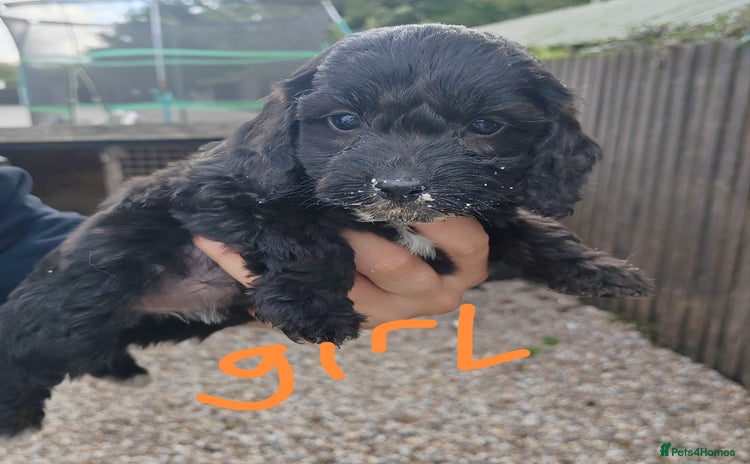 Cockapoo dogs - Advert 13