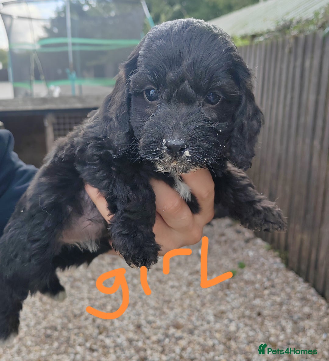 Cockapoo dogs for sale: Cookerpoo - Image 1