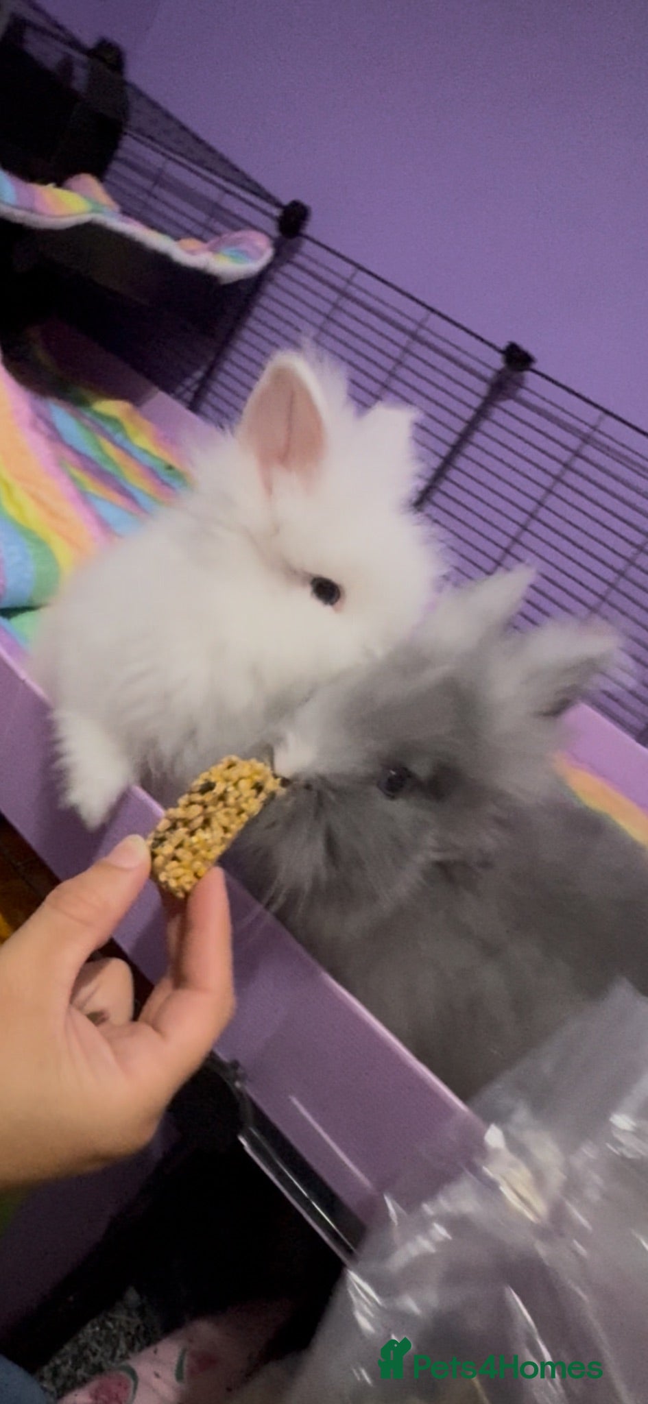 Lionhead rabbits Gorgeous double-mane lionhead rabbits - Advert 1