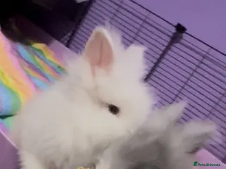 Lionhead rabbits Gorgeous purebred double-mane lionhead rabbits - Advert 16