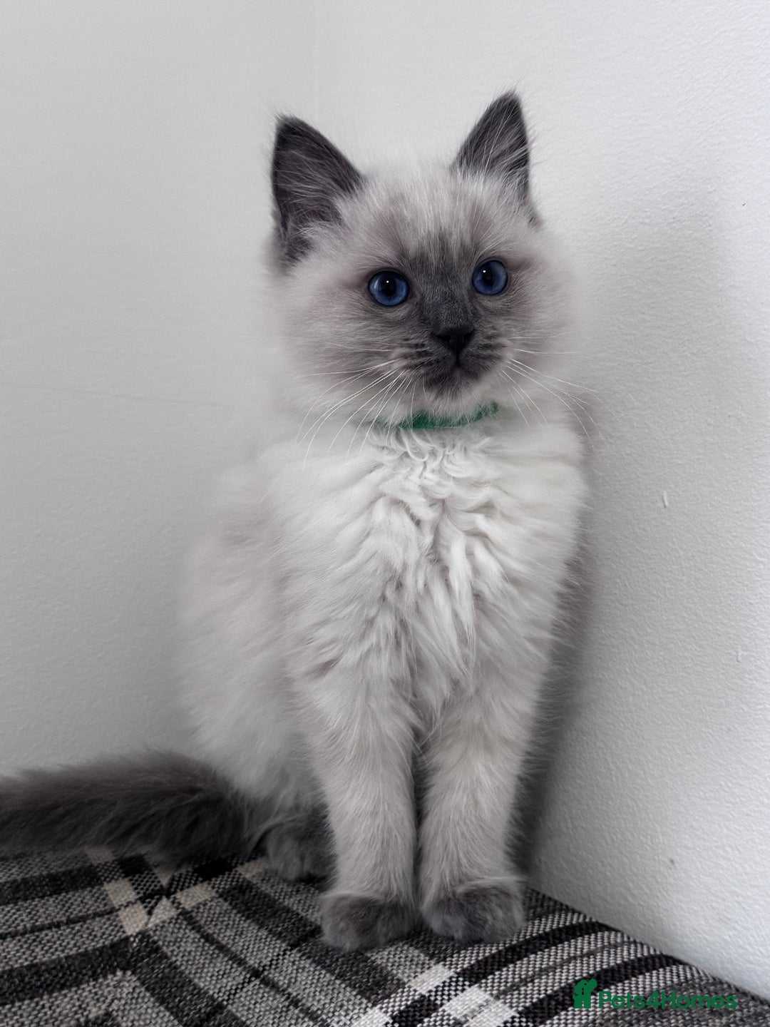 Ragdoll cats for sale: Cuddly tame Pure Pedigree Ragdoll kittens Cat Blue - Advert 2