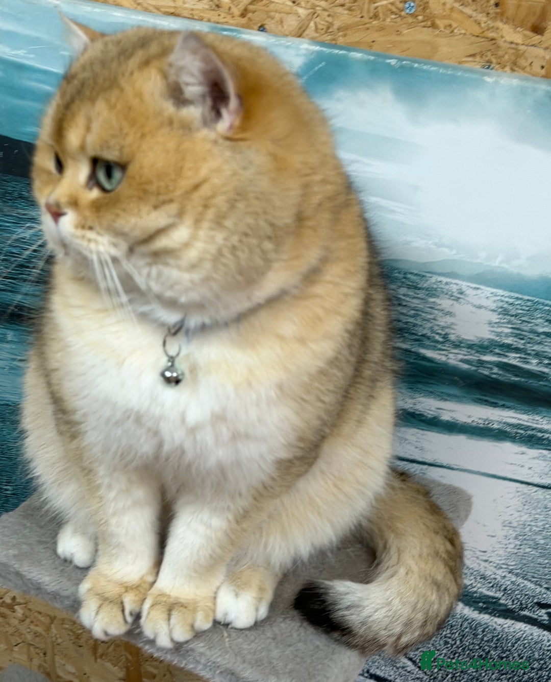 British Shorthair cats for sale: British shh golden, silver  GCCF kittens  - Advert 25