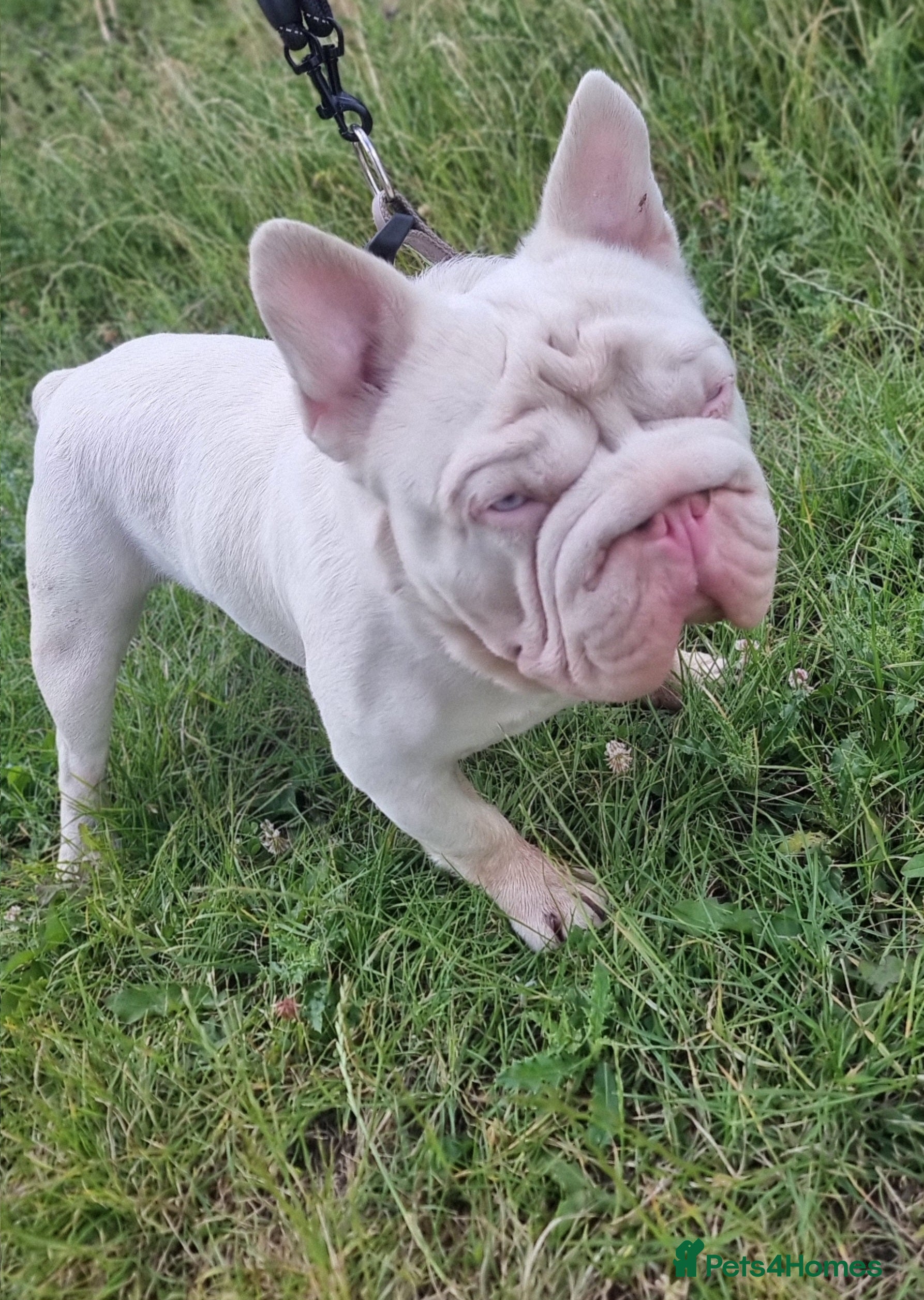 French Bulldog dogs KC REGISTERED FULL PINK CARRYING FLUFFY - Advert 4